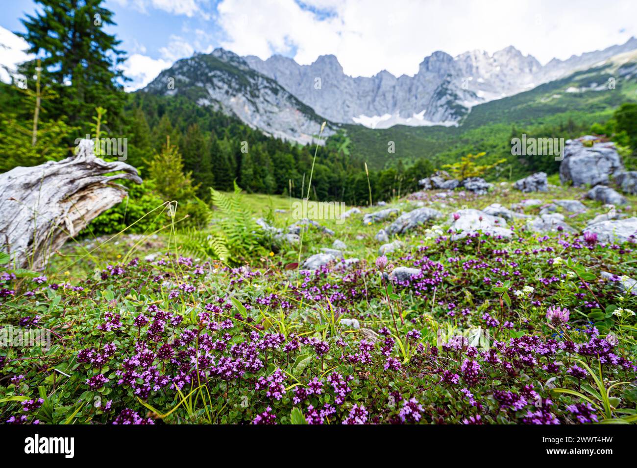 Wandern im Sommer in den Alpen - zarte lilagefärbte Blüten auf einer Bergalm mit majestätischem Hochgebirge im Hintergrund. Herrliche Alpenlandschaft im Sommer - unterwegs in den Bergen rund um den Wilden Kaiser - die majestätische Gebirgsformation oberhalb vom Elmau in Tirol - Österreich. Herrliche Natur und wunderschöne Landschaften laden zum Wandern ein. Landschaftsfoto. Elmau Tirol Österreich *** Wandern in den Alpen im Sommer zarte lilafarbene Blüten auf einer Alm mit majestätischen Hochbergen im Hintergrund herrliche Alpenlandschaft im Sommer auf dem Weg in die Berge Stockfoto