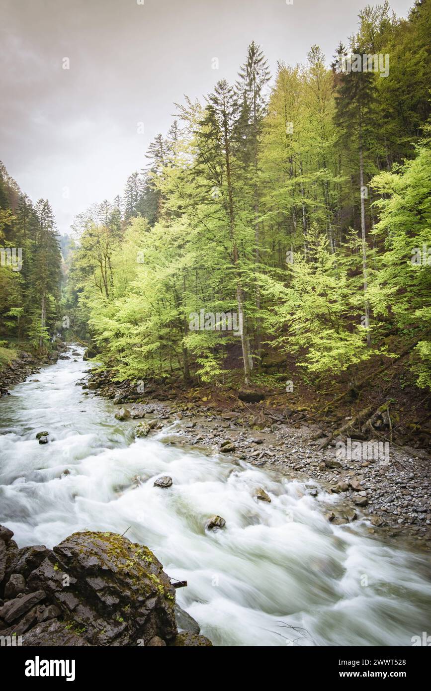 Stromschnellen eines Gebirgsbaches mitten im Zarten Frühlingsgrün eines Gebirgswaldes, Aufnahme im Hochformat. Schmelzwasser führende Wildbäche in den Alpen wie zum Beispiel die Breitachklamm sind eine interessante Sehenswürdigkeit und beliebtes Ausflugsziel - auch an Tagen mit schlechtem Wetter. Es gibt verschiedene Wandertouren entlang solcher Gewässer die dann teils über Stege entlang von Stromschnellen und kleinen Wasserfällen führen. Raum Oberstdorf Bayern Deutschland *** Rapids eines Bergbaches mitten im zarten Frühlingsgrün eines Bergwaldes, Foto im Portraitformat Stockfoto