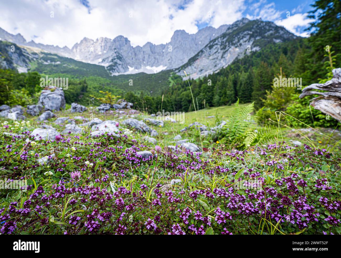 Wandern im Sommer in den Alpen - zarte lilagefärbte Blüten auf einer Bergalm mit majestätischem Hochgebirge im Hintergrund. Herrliche Alpenlandschaft im Sommer - unterwegs in den Bergen rund um den Wilden Kaiser - die majestätische Gebirgsformation oberhalb vom Elmau in Tirol - Österreich. Herrliche Natur und wunderschöne Landschaften laden zum Wandern ein. Landschaftsfoto. Elmau Tirol Österreich *** Wandern in den Alpen im Sommer zarte lilafarbene Blüten auf einer Alm mit majestätischen Hochbergen im Hintergrund herrliche Alpenlandschaft im Sommer auf dem Weg in die Berge Stockfoto