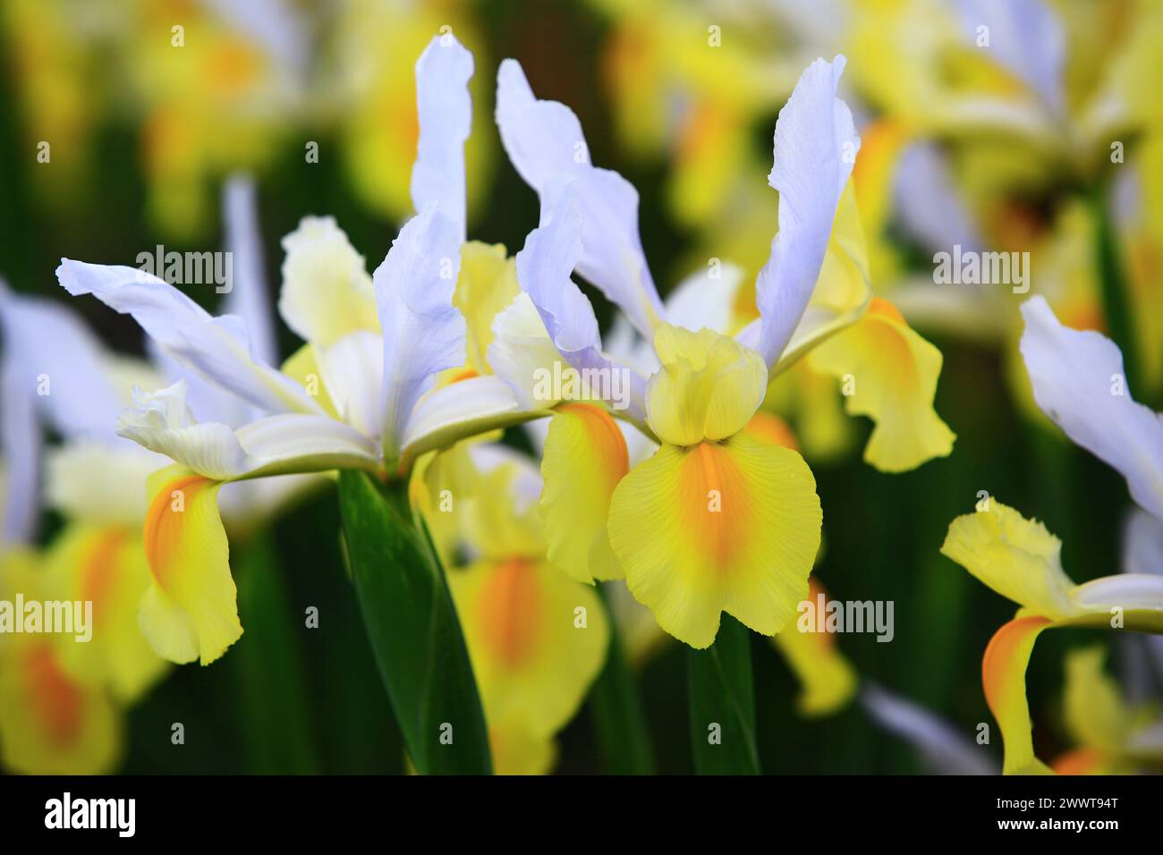 Bunte Iris- oder Flaggenblüten oder Gladdon- oder Fleur-de-Lis-Blüten, weiß mit gelben Iris-Blüten, die im Garten wachsen Stockfoto