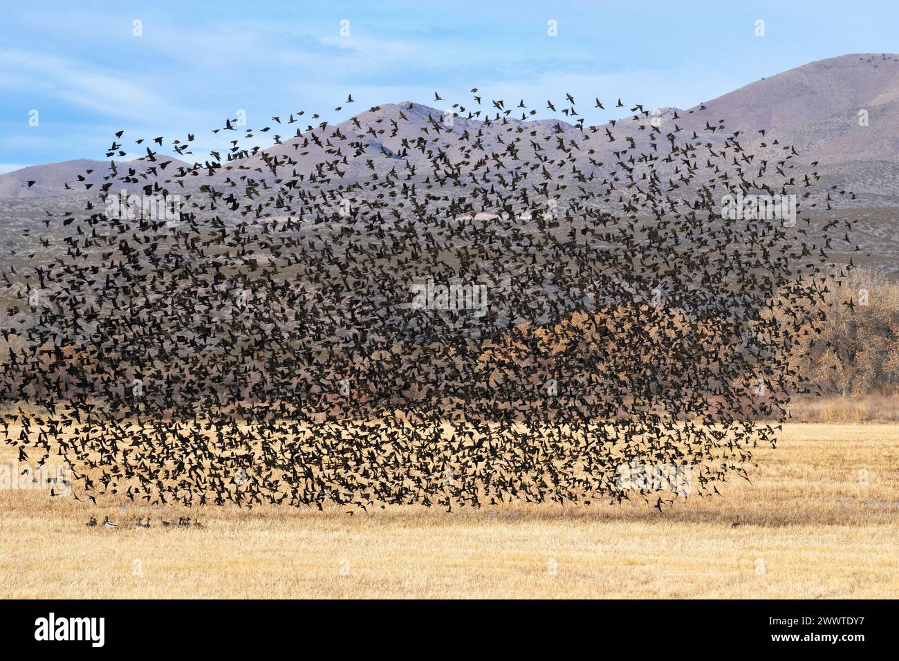 Ein Murmeln von Rotflügelamseln. Bosque del Apache NWR, New Mexico., USA, von Dominique Braud/Dembinsky Photo Assoc Stockfoto