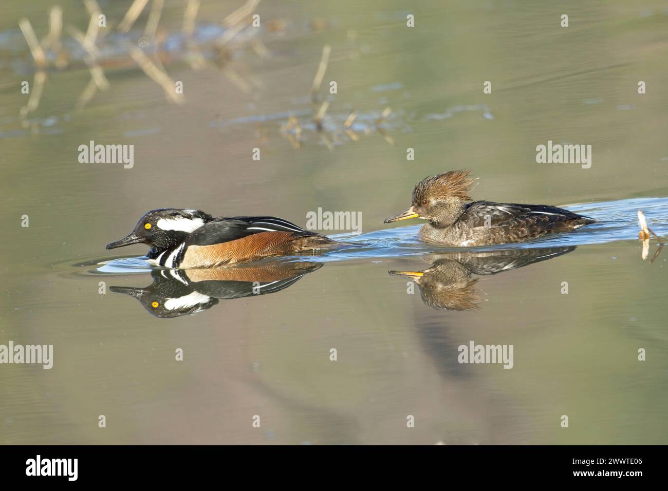 Ein süßes Merganser-Paar mit Kapuze schwimmt zusammen und sucht im ruhigen Wasser in Hauser, Idaho, nach Essen. Stockfoto