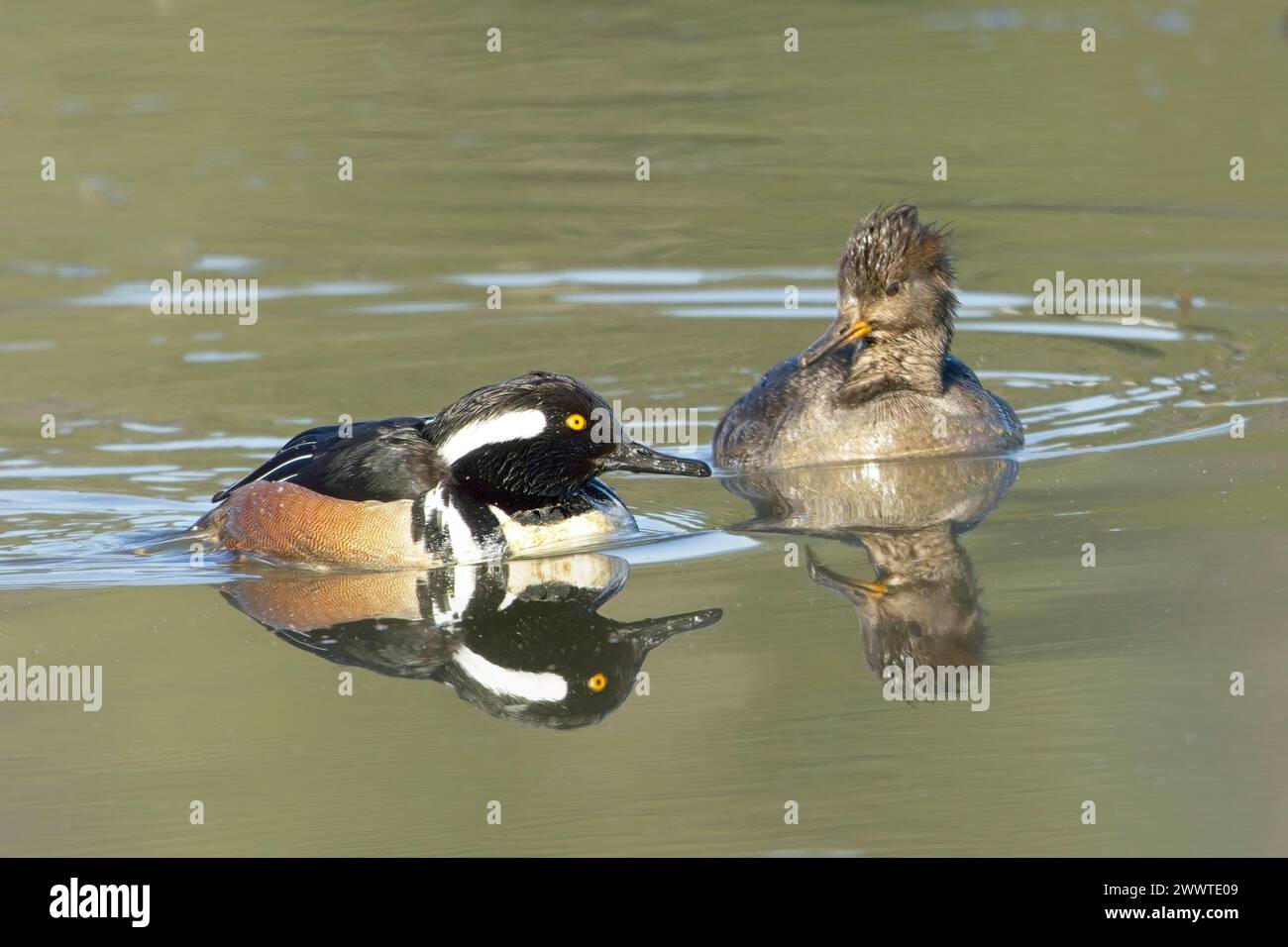 Ein süßes Merganser-Paar mit Kapuze schwimmt zusammen und sucht im ruhigen Wasser in Hauser, Idaho, nach Essen. Stockfoto