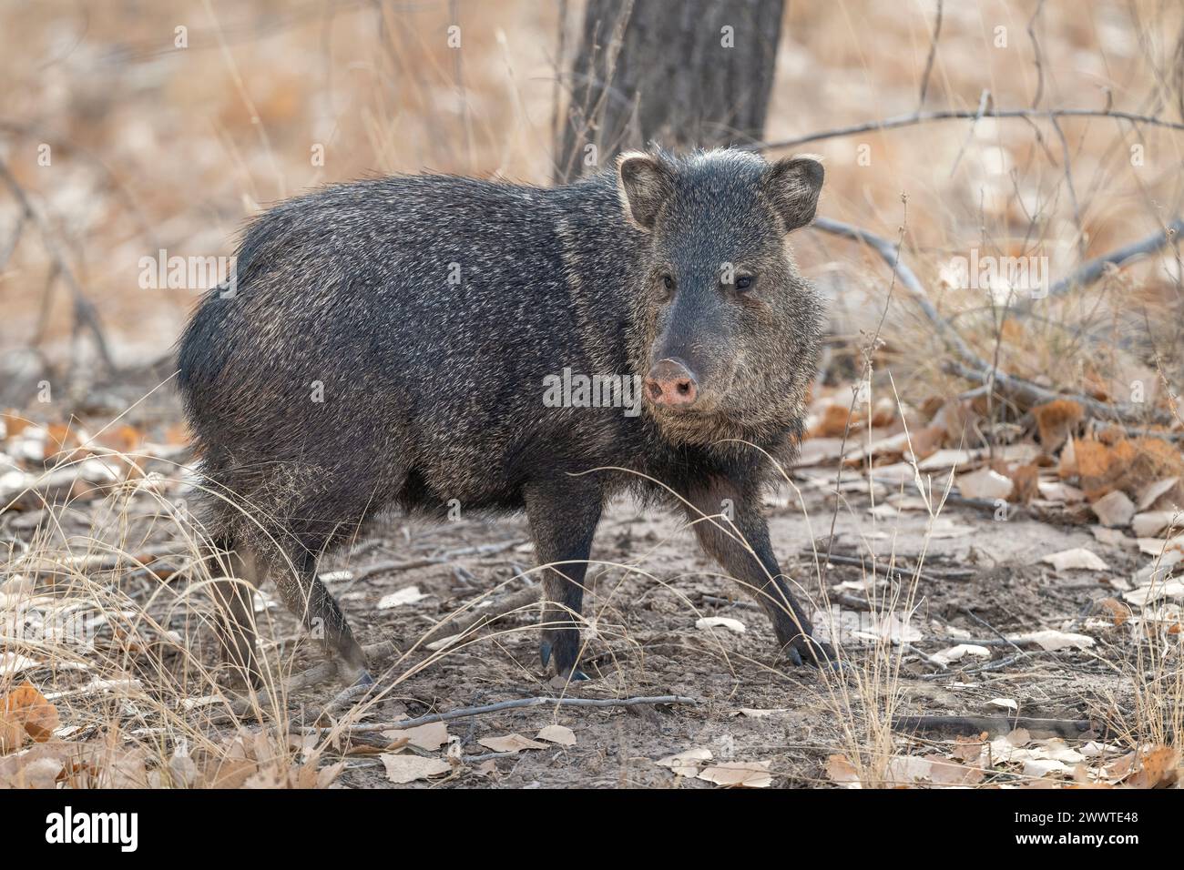 Javelina oder Peccary (Pecari tajacu). Bosque del Apache NWR, New Mexico, USA, von Dominique Braud/Dembinsky Photo Assoc Stockfoto Javelina oder Peccary (Pecari tajacu). Bosque del Apache NWR, New Mexico, USA, von Dominique Braud/Dembinsky Photo Assoc Stockfoto