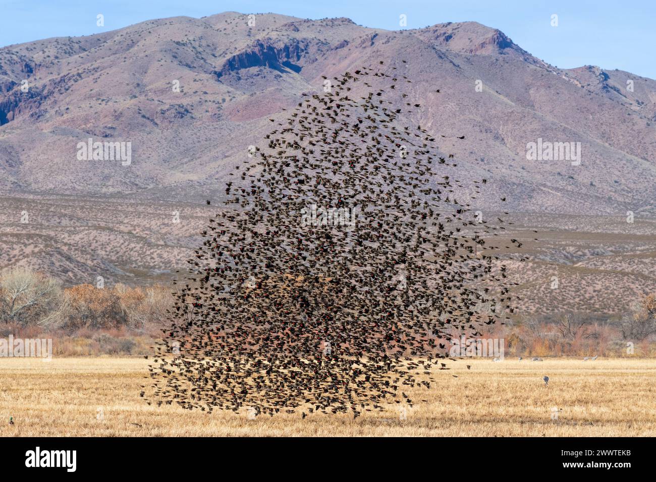 Ein Murmeln von Rotflügelamseln. Bosque del Apache NWR, New Mexico., USA, von Dominique Braud/Dembinsky Photo Assoc Stockfoto Ein Murmeln von Rotflügelamseln. Bosque del Apache NWR, New Mexico., USA, von Dominique Braud/Dembinsky Photo Assoc Stockfoto