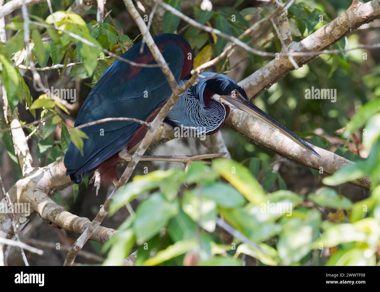 Kastanienbauchreiher (Agamia agami), klettern in einem Baum, Seitenansicht, Brasilien, Pantanal Stockfoto