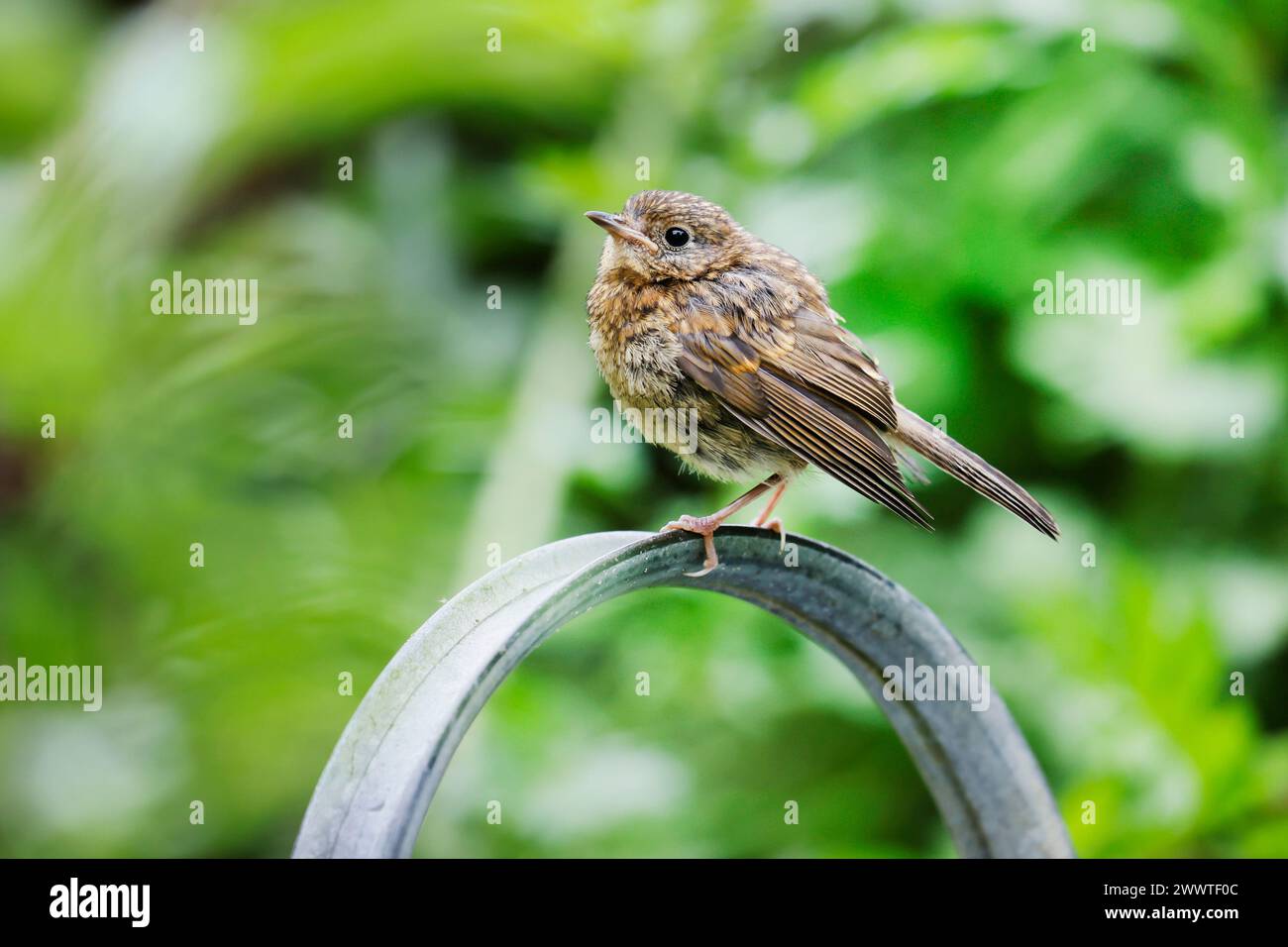 Europäischer robin (Erithacus rubecula), Jugendlicher, der auf einer Gießkanne sitzt, Deutschland Stockfoto