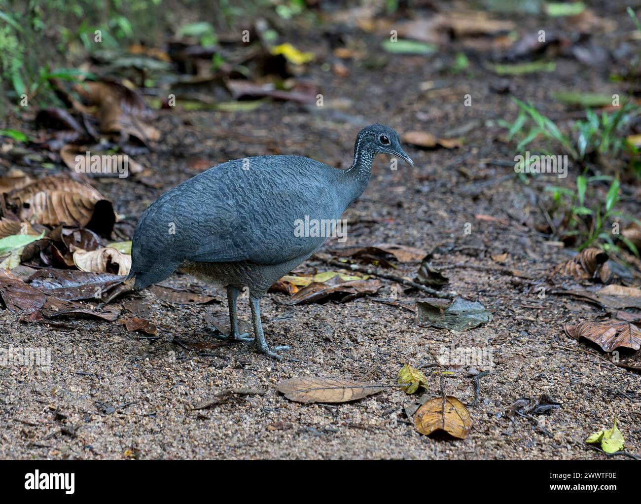 Graue Tinamou (Tinamus tao kleei), erwachsener Mann, der auf dem Boden im ecuadorianischen Regenwald in Ecuador läuft Stockfoto