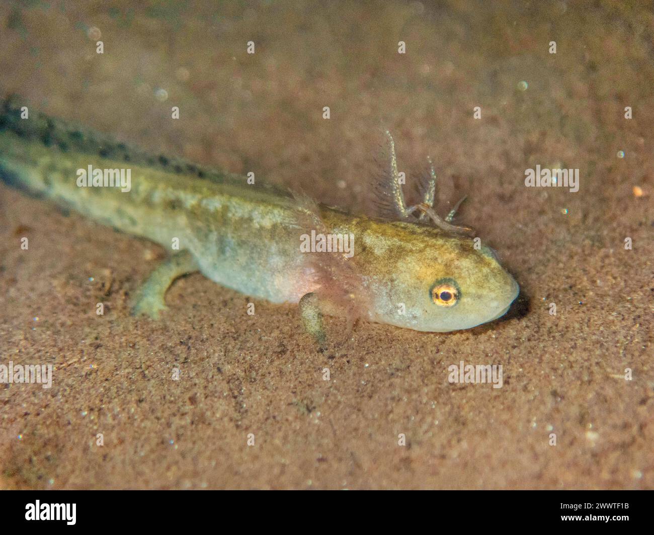 Europäischer Feuersalamander (Salamandra salamandra), Raupe im Wasser, Deutschland Stockfoto