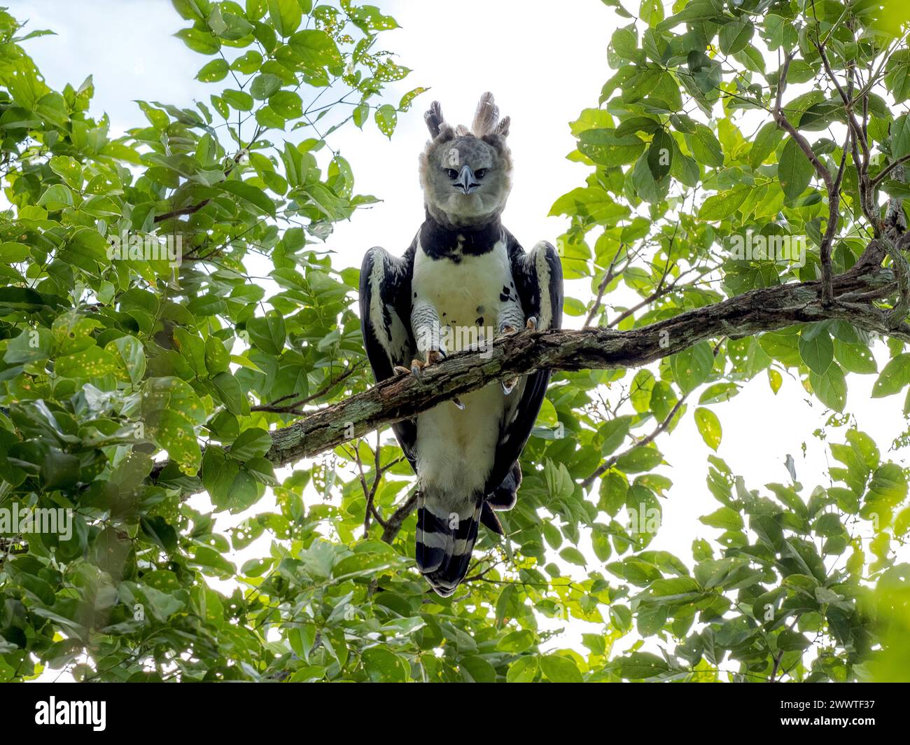 Harpyja (Harpia harpyja), erwachsenes Weibchen, das auf einem Zweig im Vordach des Amazonaswaldes in Brasilien sitzt Stockfoto