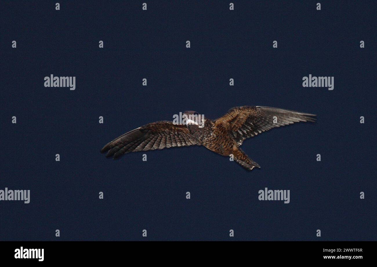 nighthawk (Lurocalis semitorquatus), Nachtflug, Brasilien Stockfoto