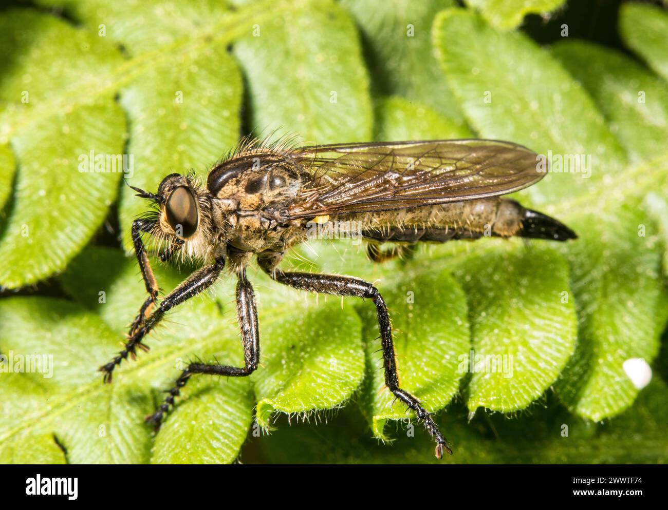 Robberfly (Dysmachus fuscipennis), auf einem Blatt sitzend, Deutschland Stockfoto