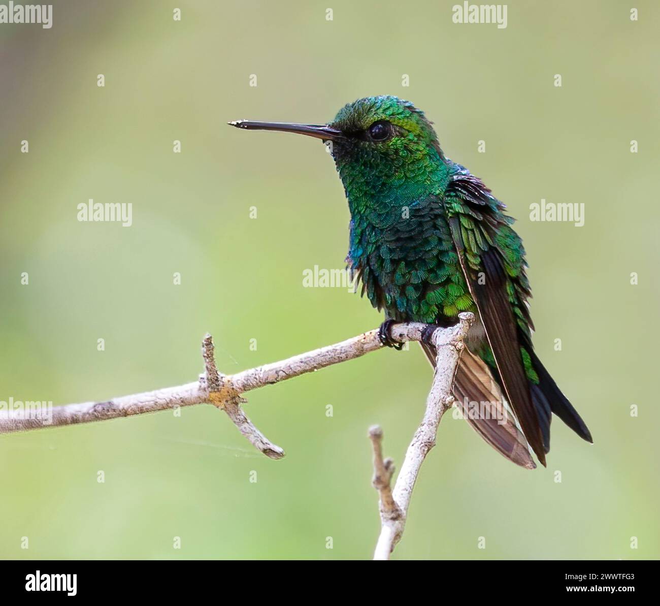 Leuchtend grüner Kolibri (Chrysuronia goudoti luminosa, Lepidopyga goudoti luminosa, Amazilia goudoti luminosa), männlich auf einem dünnen Ast stehend, Colom Stockfoto