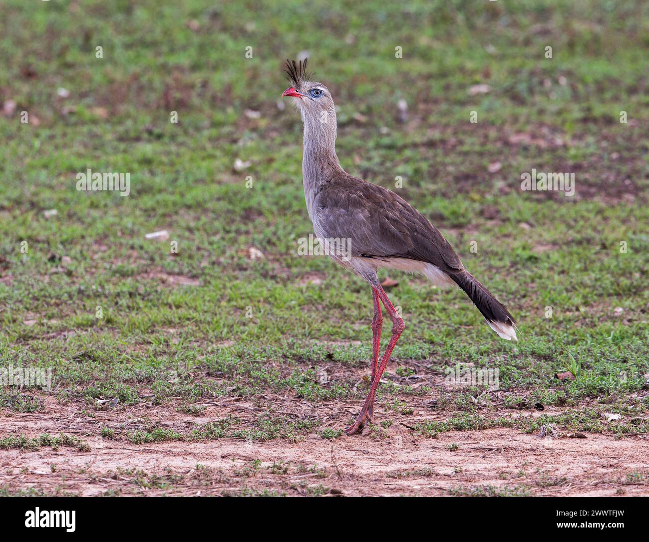 Rotbeinseriema (Cariama cristata), Erwachsener, der auf dem Boden steht, Brasilien Stockfoto