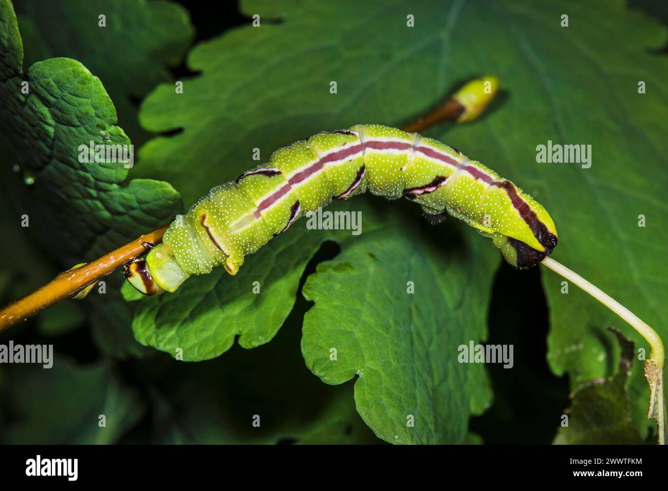 Seidenmut (Caio richardsoni), Raupe, heimischer Lebensraum: Mexiko bis Guatemala Stockfoto