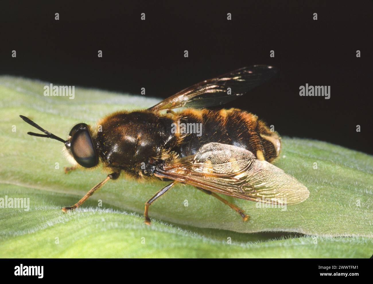flecked General (Stratiomys singularior), sitzt auf einem Blatt, Deutschland Stockfoto