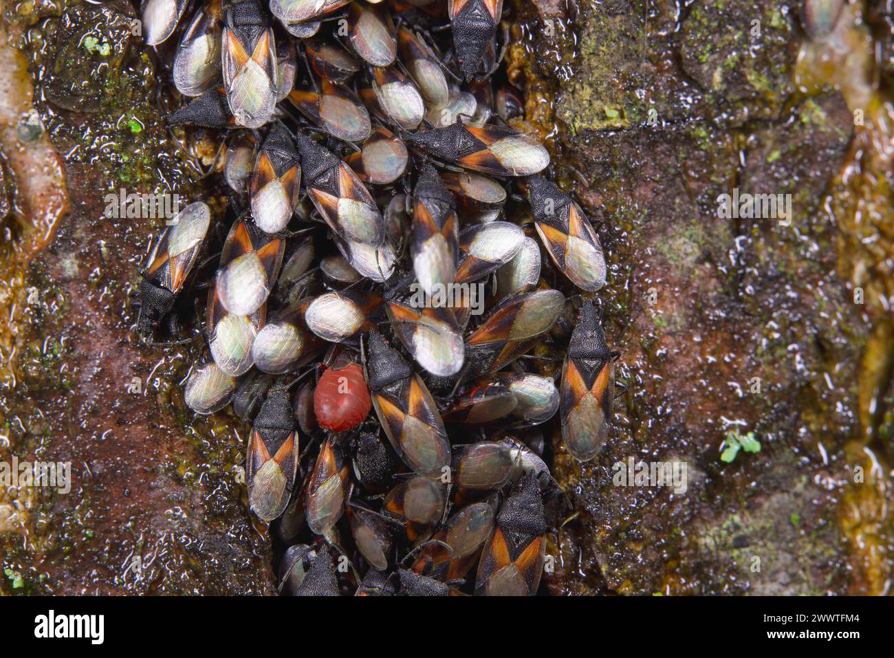Malvenkäfer, Limettenkäfer (Oxycarenus lavaterae), zahlreiche Tiere auf einer Linde, Deutschland Stockfoto