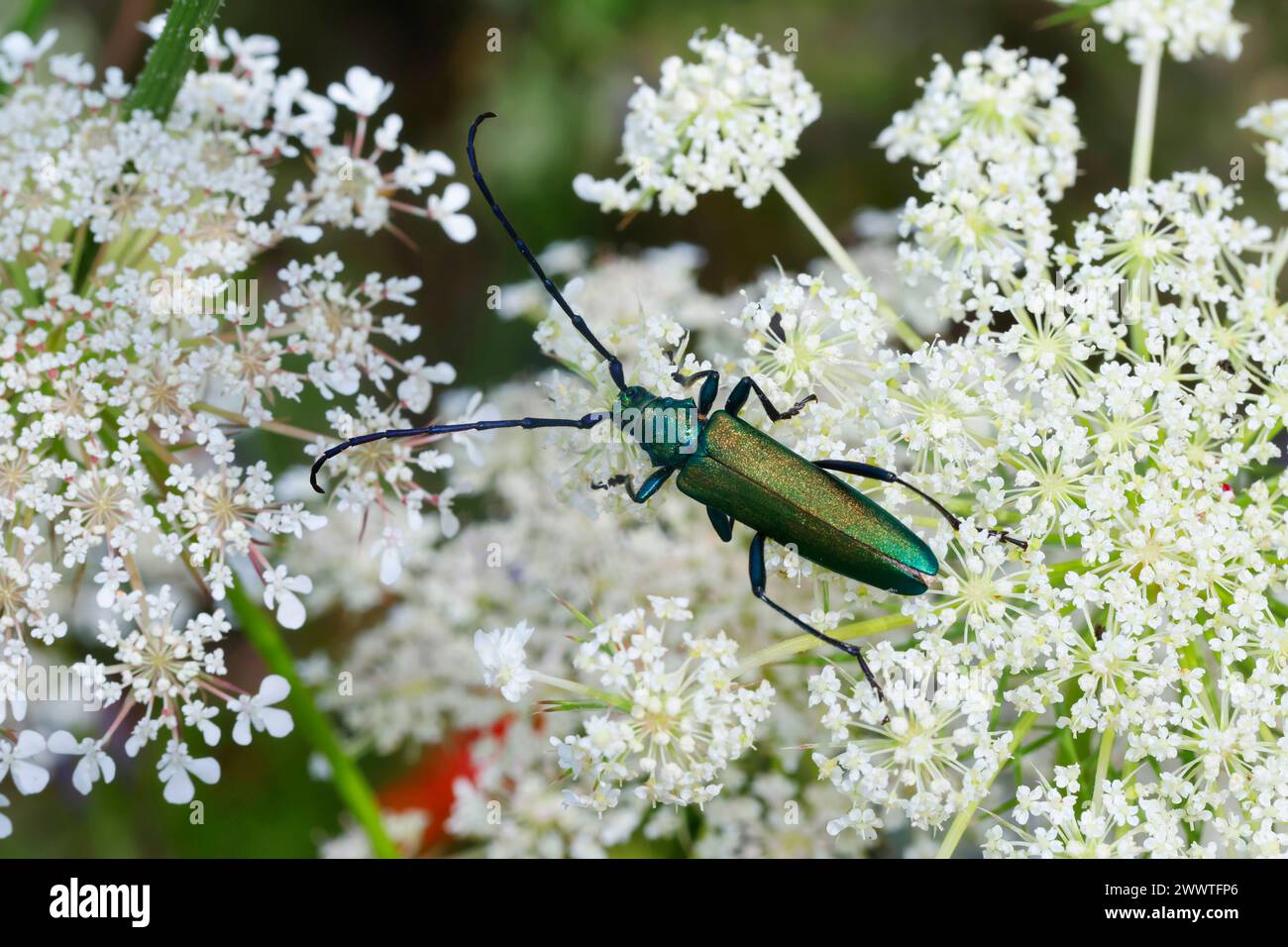 moschuskäfer (Aromia moschata), Blütenbesuch auf Daucus carota, dorsale Ansicht, Deutschland Stockfoto