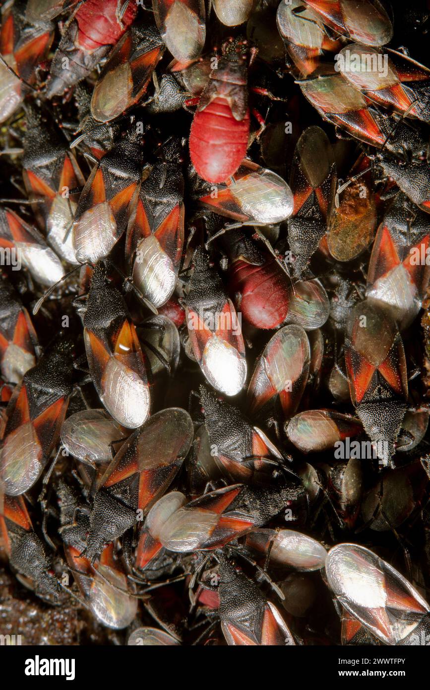 Malvenkäfer, Limettenkäfer (Oxycarenus lavaterae), zahlreiche Tiere auf einer Linde, Deutschland Stockfoto
