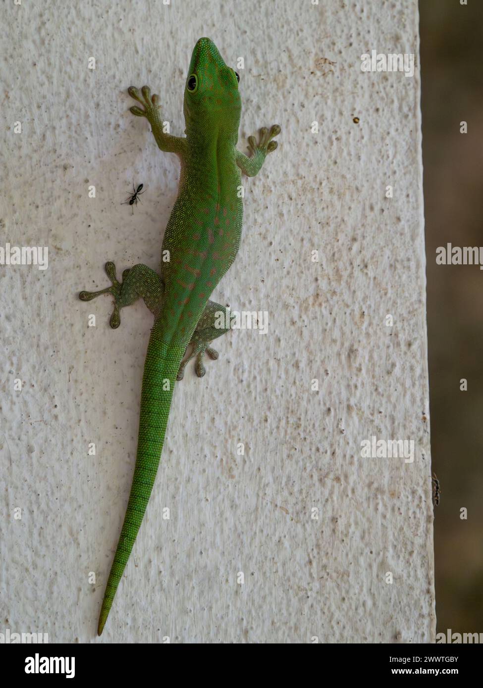 Koch's Riesentag Gecko, Phelsuma madagascariensis kochi, Ankarafantsika Nationalpark, Madagaskar Stockfoto