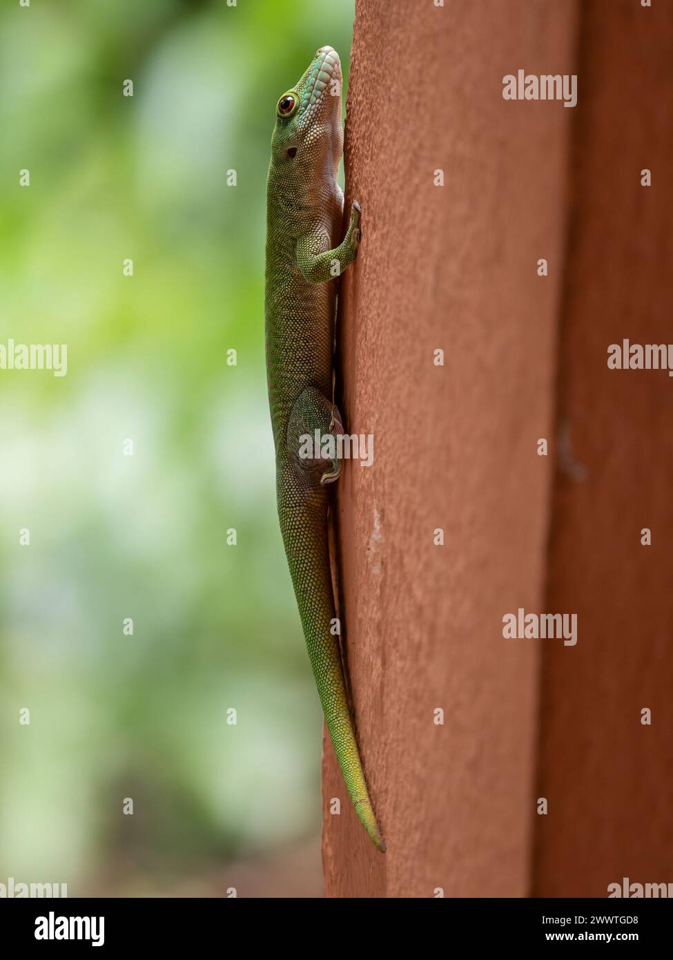 Koch's Riesentag Gecko, Phelsuma madagascariensis kochi, Ankarafantsika Nationalpark, Madagaskar Stockfoto