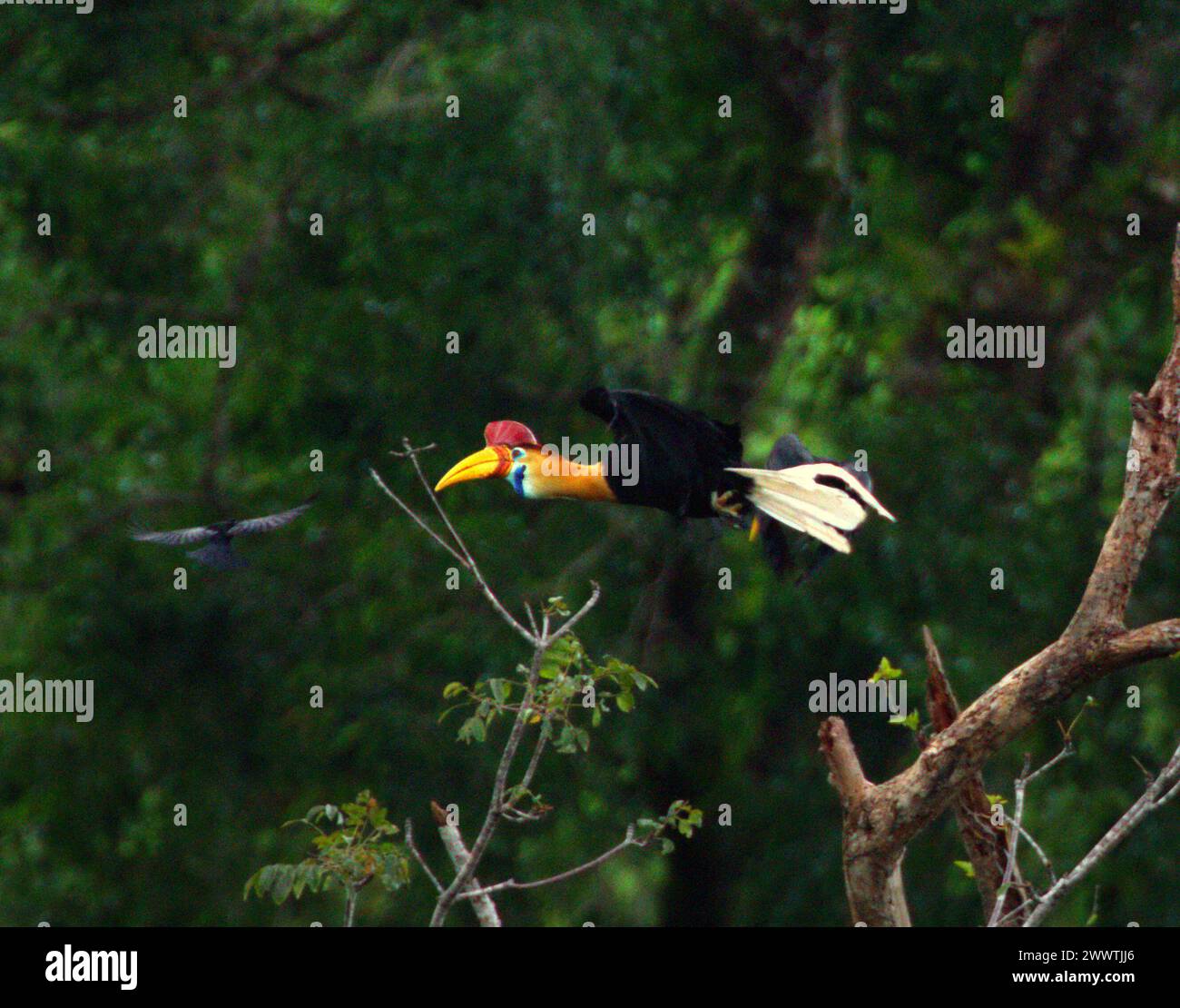 Nabelschnabelschnabel (Rhyticeros cassidix) männliche Fliegen, während er in einem bewachsenen Gebiet in der Nähe des Mount Tangkoko und des Mount Duasudara (Dua Saudara) in Bitung, Nord-Sulawesi, Indonesien, eine Baumspitze verlässt. Die International Union for Conservation of Nature (IUCN) kommt zu dem Schluss, dass steigende Temperaturen unter anderem zu ökologischen, verhaltensbezogenen und physiologischen Veränderungen der Tierarten und der Artenvielfalt geführt haben. „Zusätzlich zu einer erhöhten Krankheitsrate und degradierten Lebensräumen verursacht der Klimawandel auch Veränderungen bei den Arten selbst, die ihr Überleben bedrohen“, schrieben sie. Stockfoto