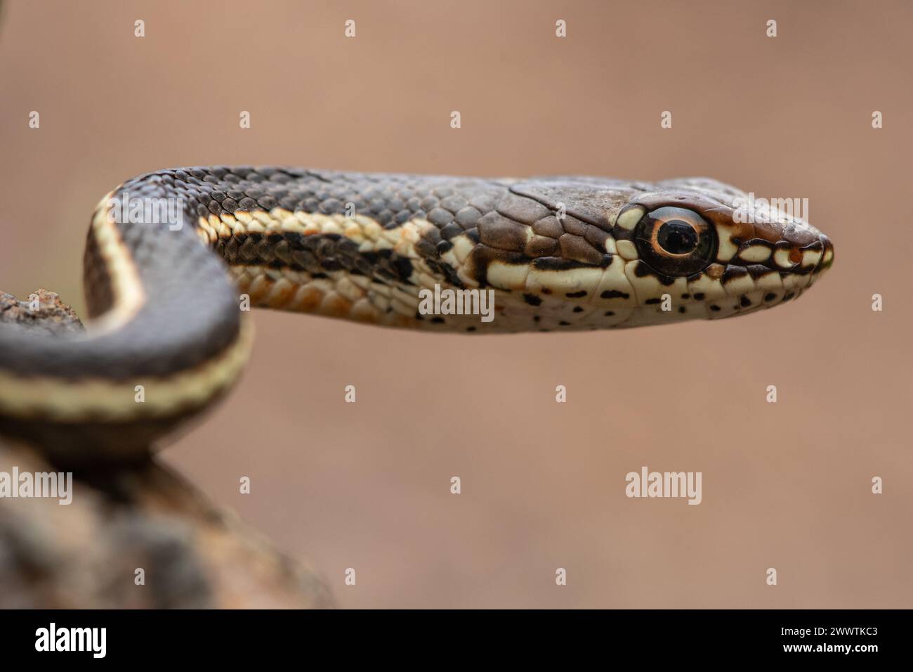 Ein gestreifter Rennfahrer oder eine kalifornische Weitschlange (Masticophis lateralis) eine schnelle Schlange, die über den Bergen von Santa Cruz und anderswo in CA. Stockfoto