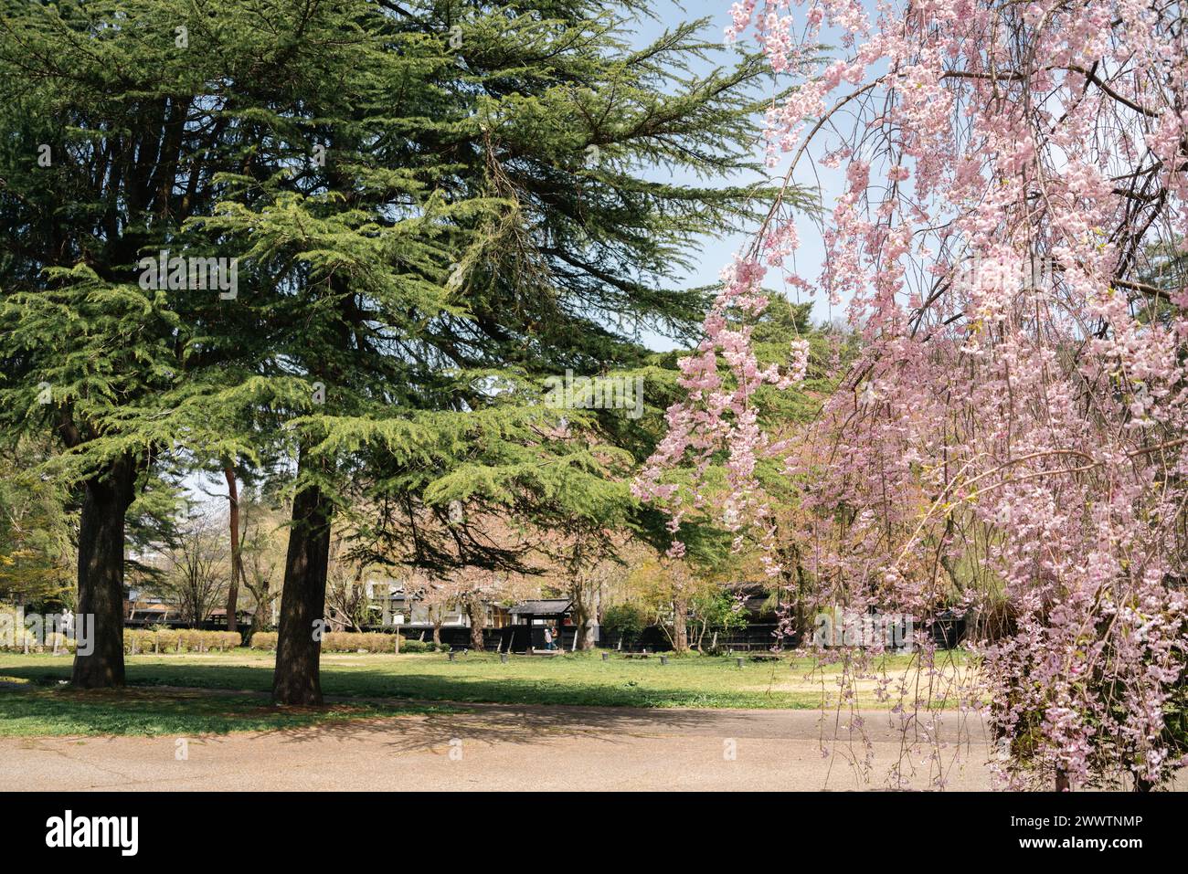 Frühling des Kakunodate Samurai Residence Street Park in Akita, Japan Stockfoto