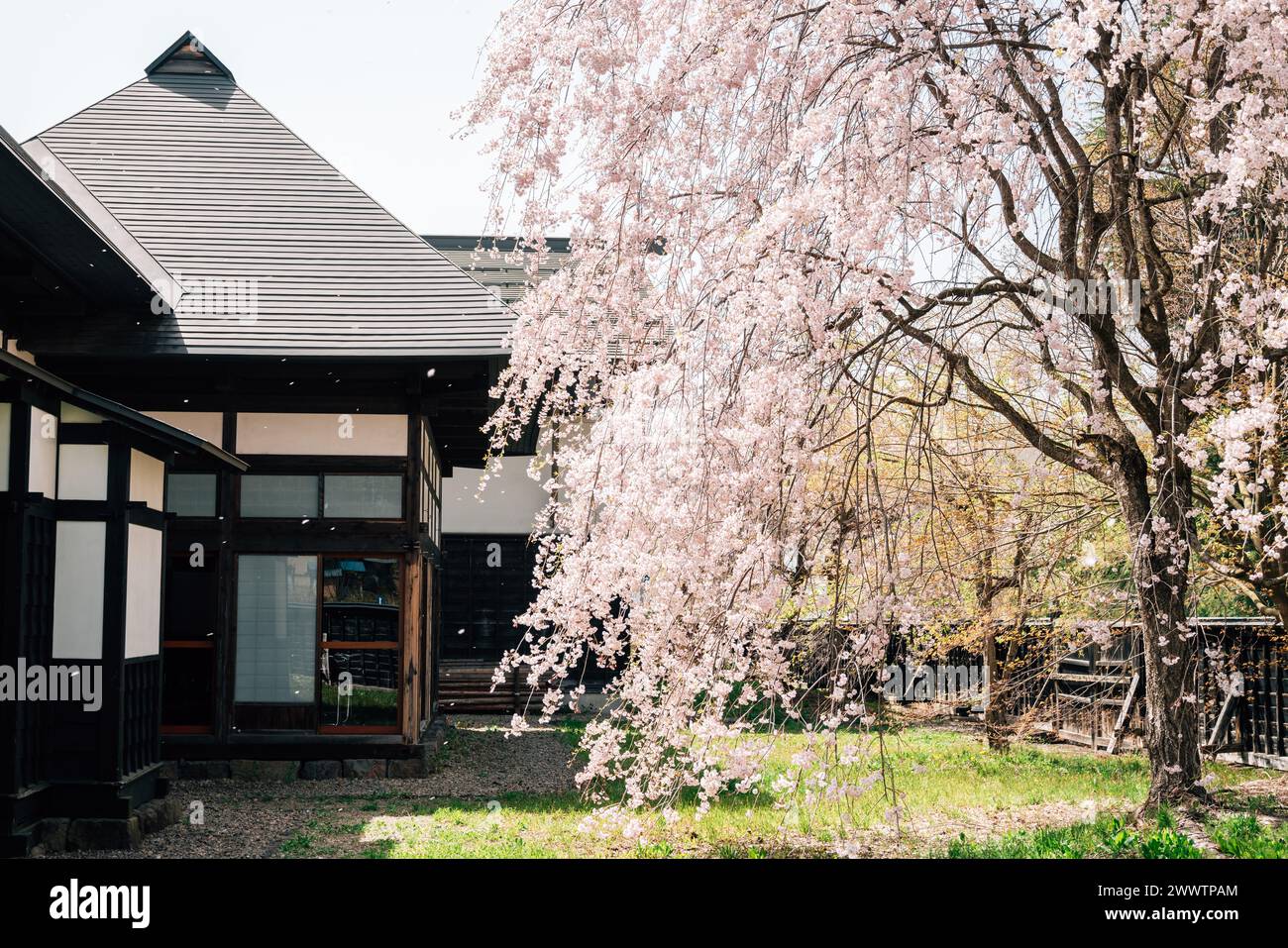 Akita, Japan - 21. April 2023 : Kakunodate Samurai Residence Street traditionelles Haus mit Kirschblüten Stockfoto