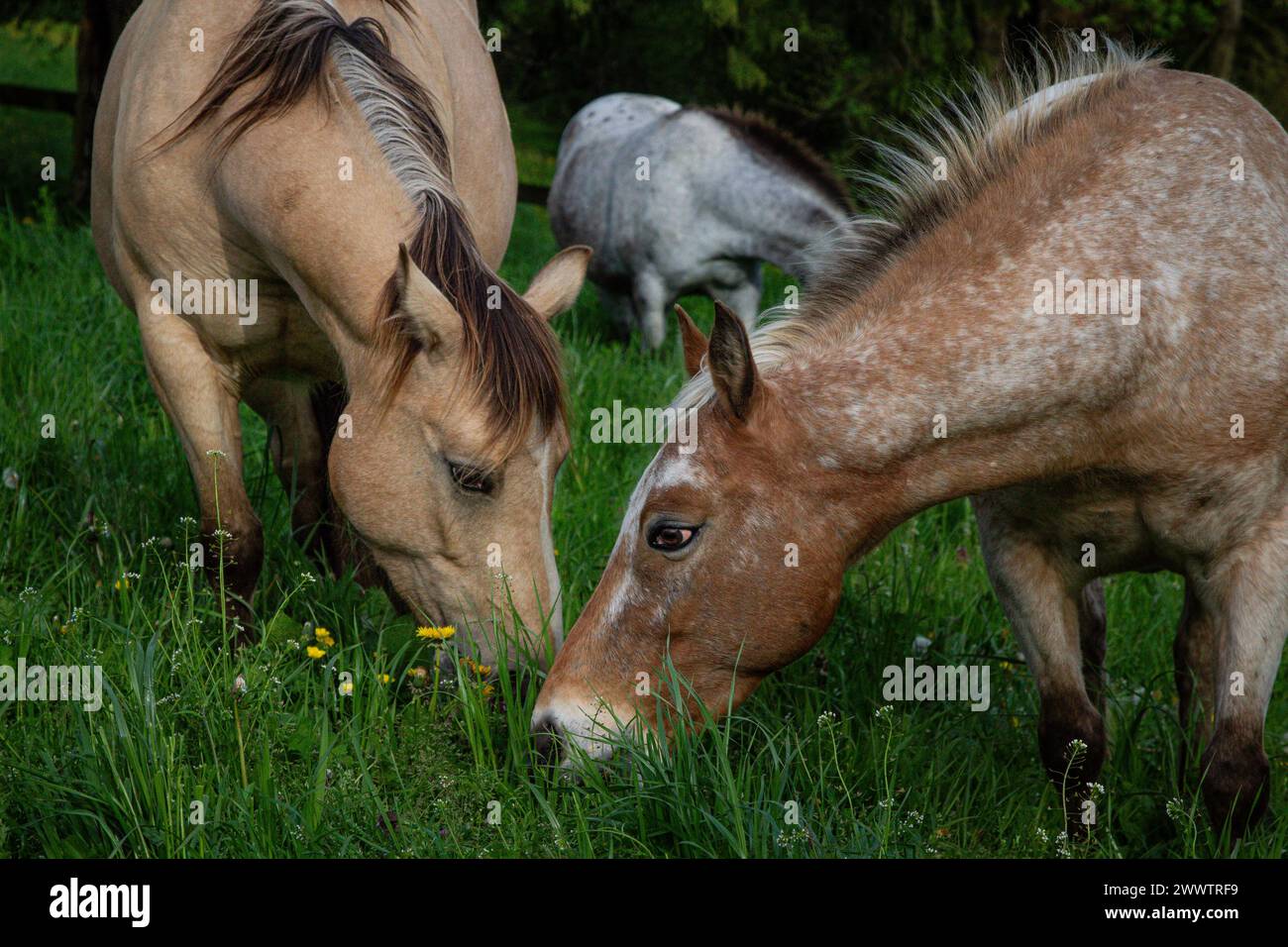 Atemberaubende Pferde, die ihr bestes Leben leben Stockfoto