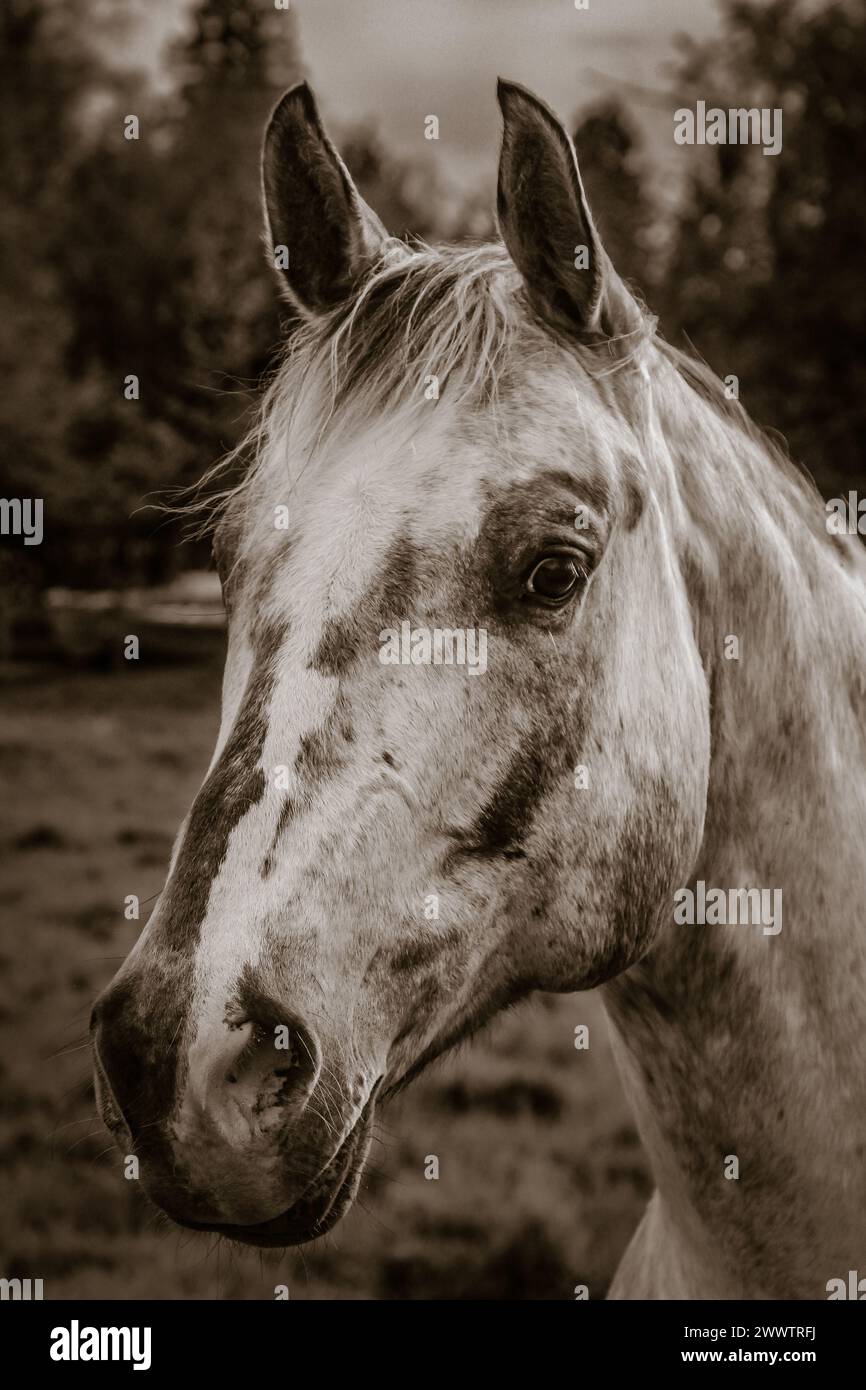 Atemberaubende Pferde, die ihr bestes Leben leben Stockfoto