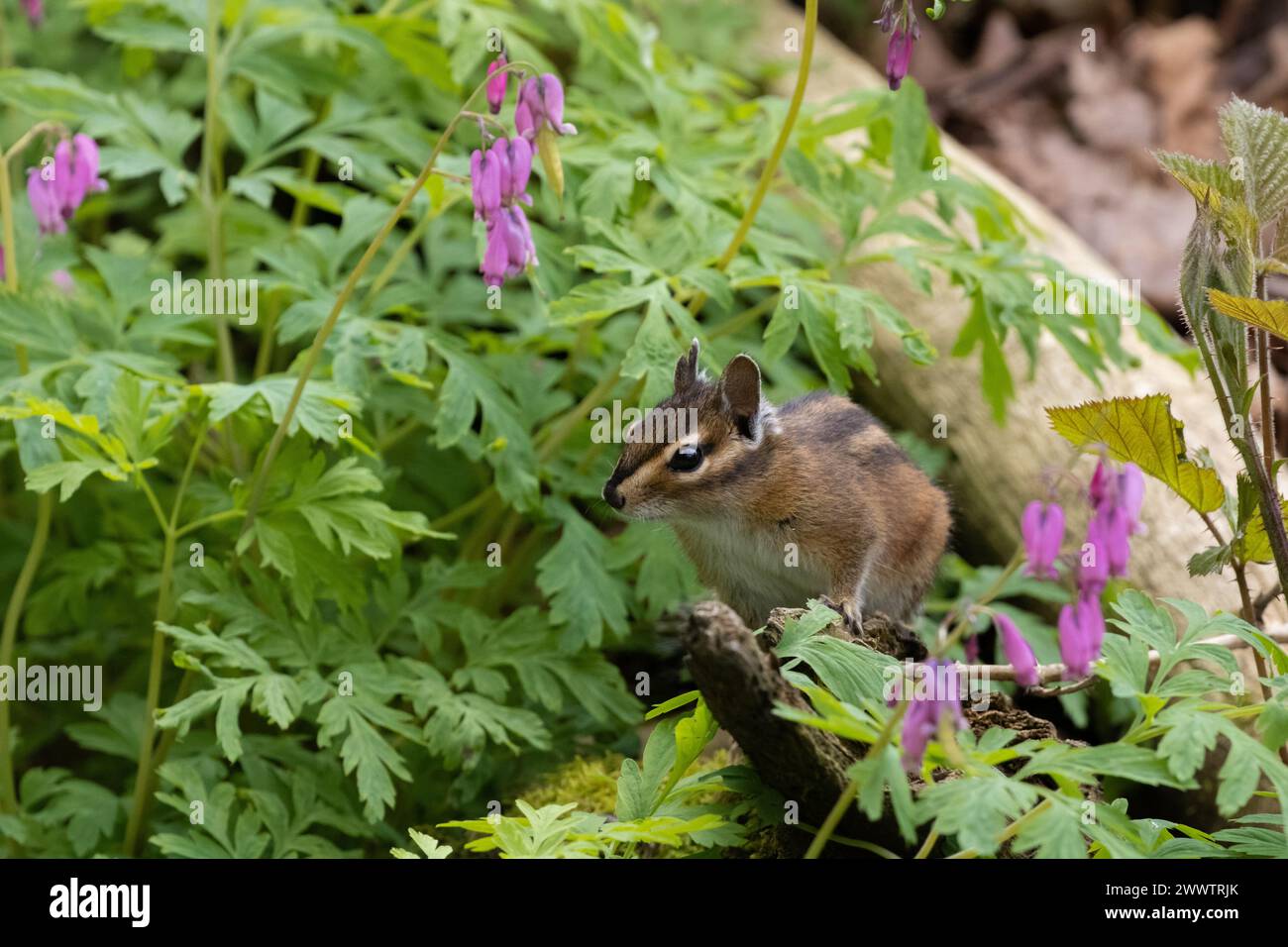 Dieses atemberaubende Streifenhörnchen, das aus den Blumen rastet Stockfoto
