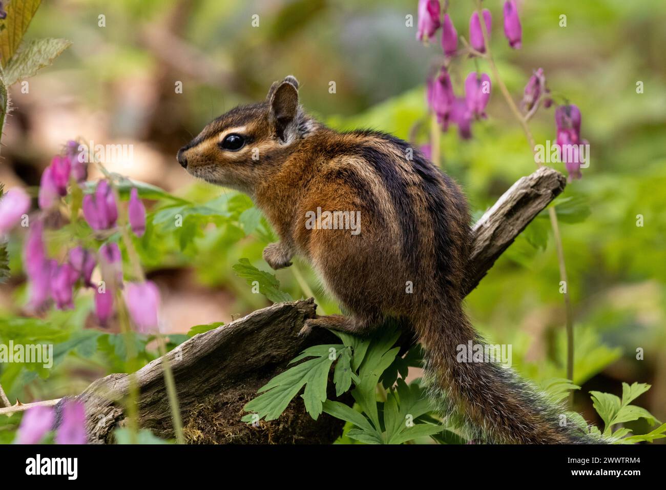 Dieses atemberaubende Streifenhörnchen, das aus den Blumen rastet Stockfoto