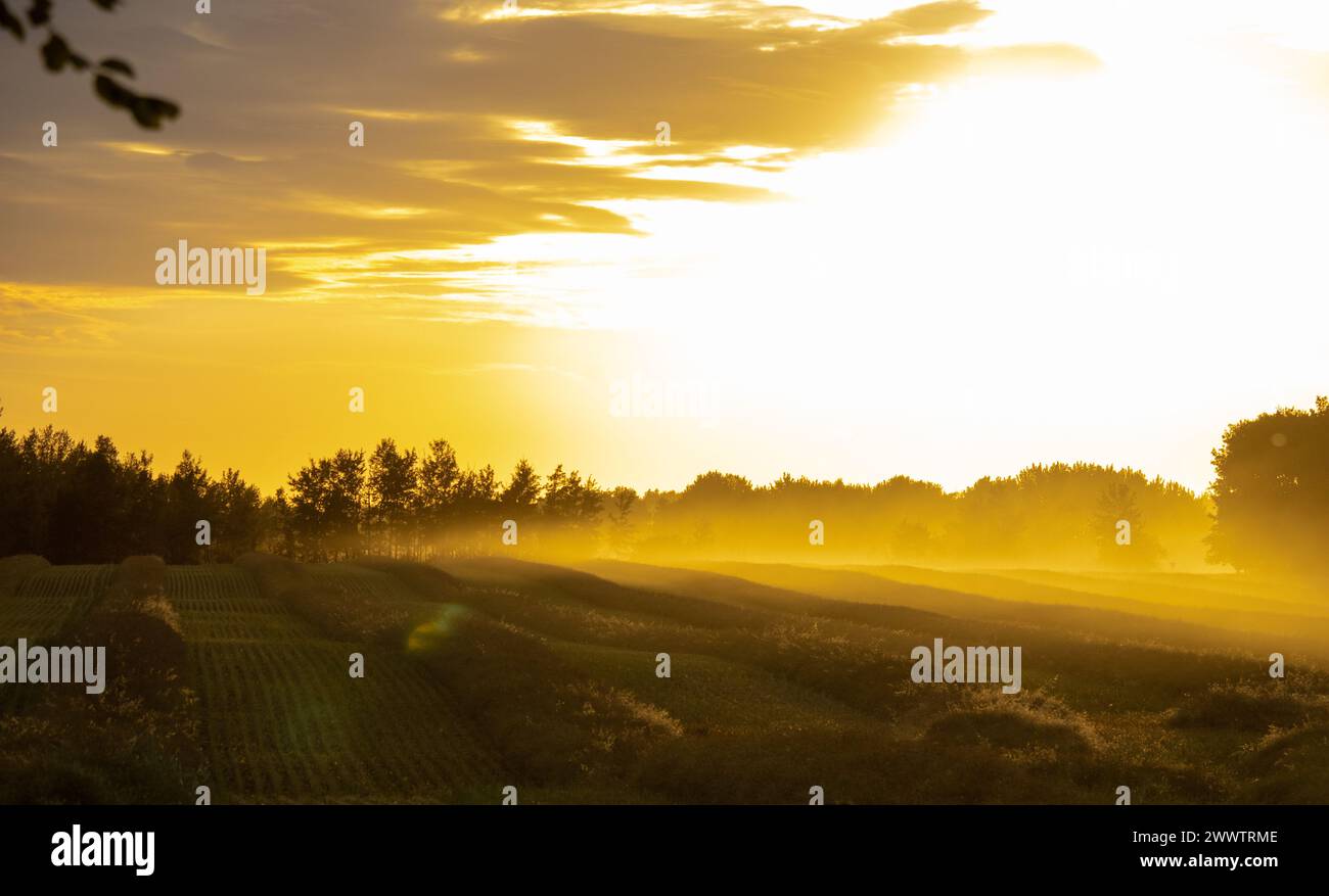 Diese atemberaubenden Rapsfelder von Alberta während eines Sonnenuntergangs Stockfoto