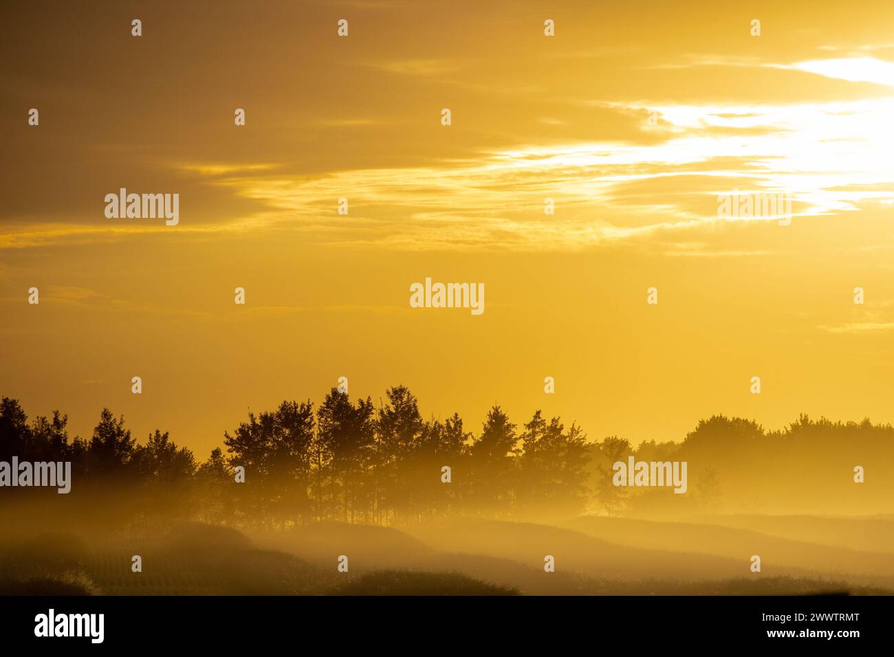 Diese atemberaubenden Rapsfelder von Alberta während eines Sonnenuntergangs Stockfoto