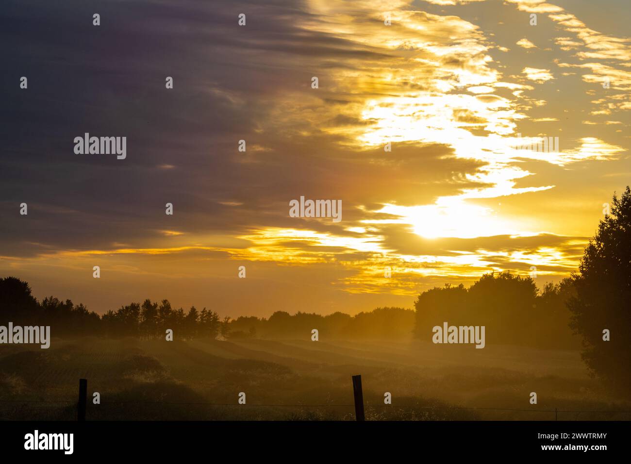 Diese atemberaubenden Rapsfelder von Alberta während eines Sonnenuntergangs Stockfoto