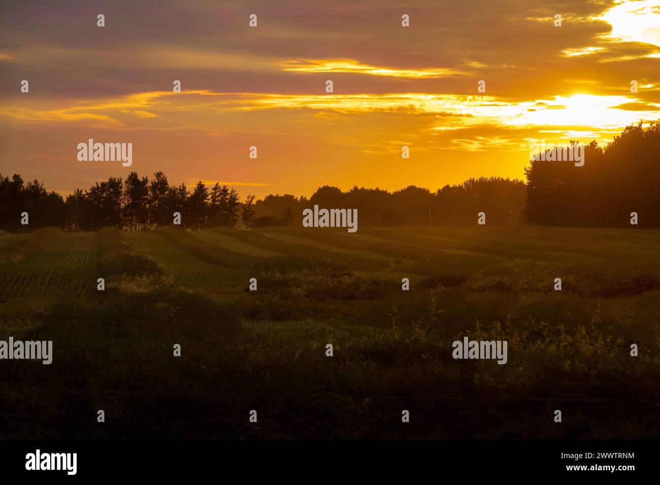 Diese atemberaubenden Rapsfelder von Alberta während eines Sonnenuntergangs Stockfoto