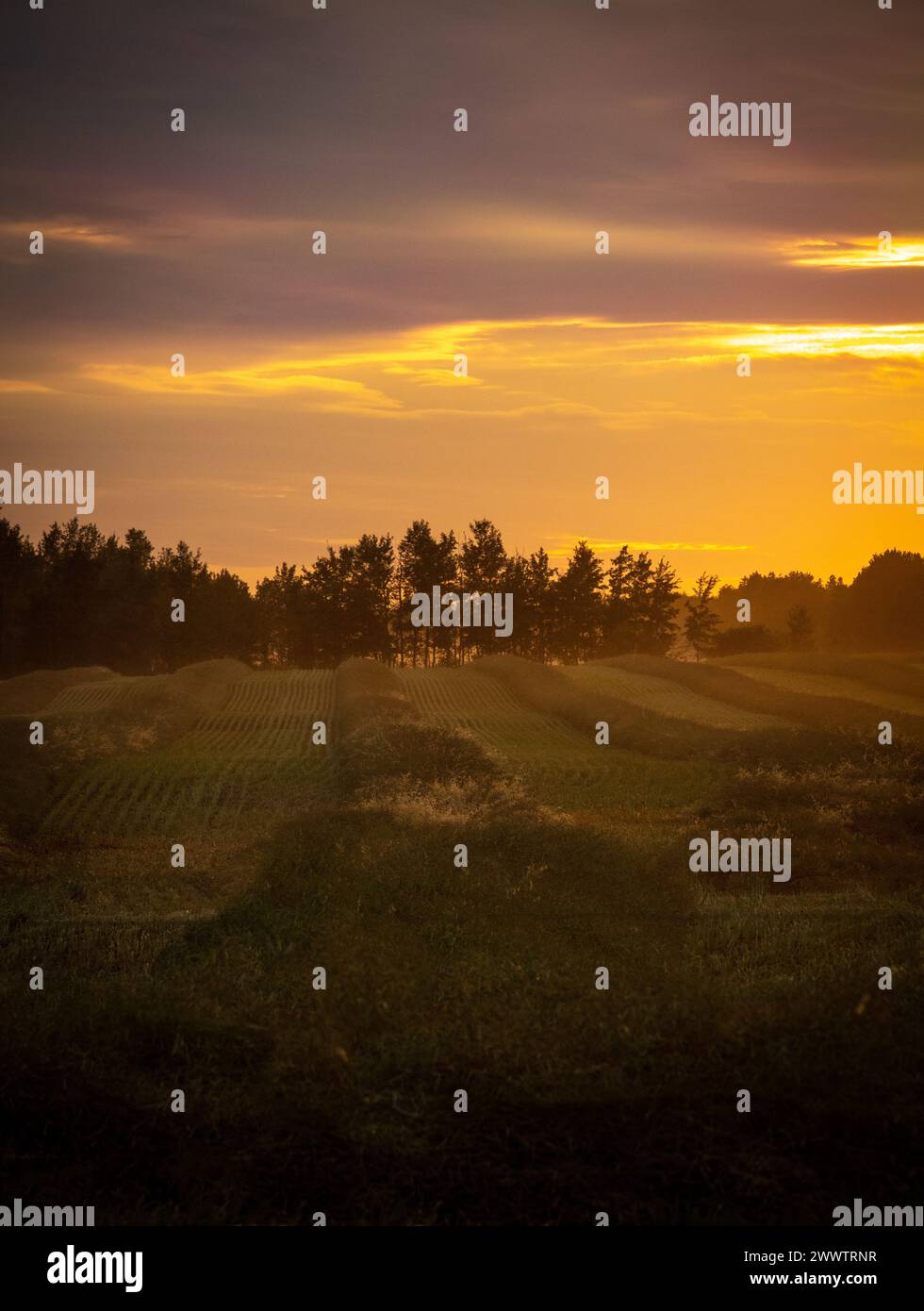 Diese atemberaubenden Rapsfelder von Alberta während eines Sonnenuntergangs Stockfoto
