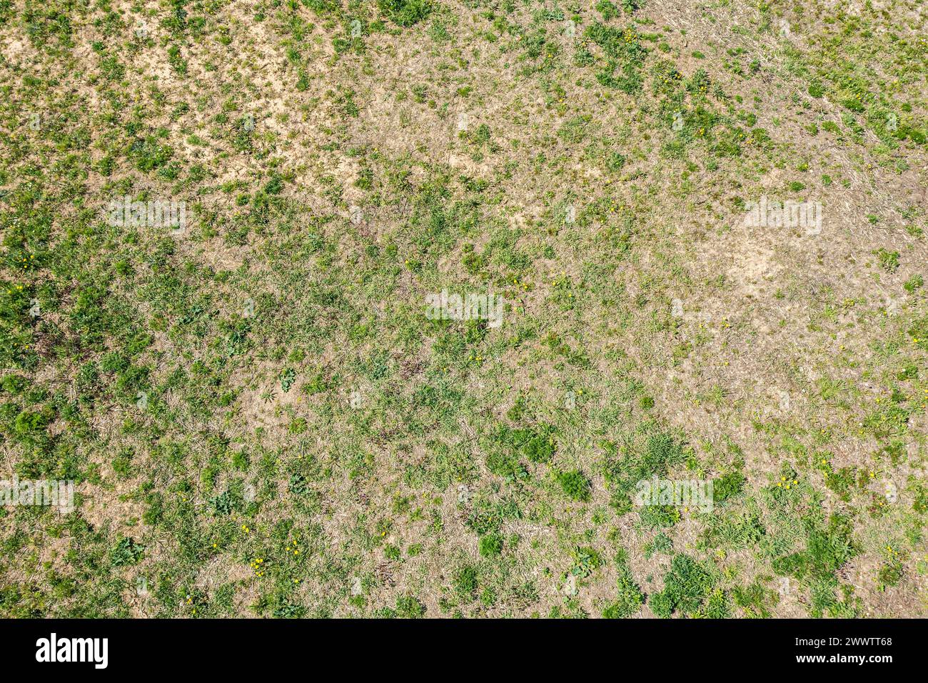 Grünrasenfelder und Unkraut. Einfacher natürlicher Hintergrund. Draufsicht aus der Luft. Stockfoto