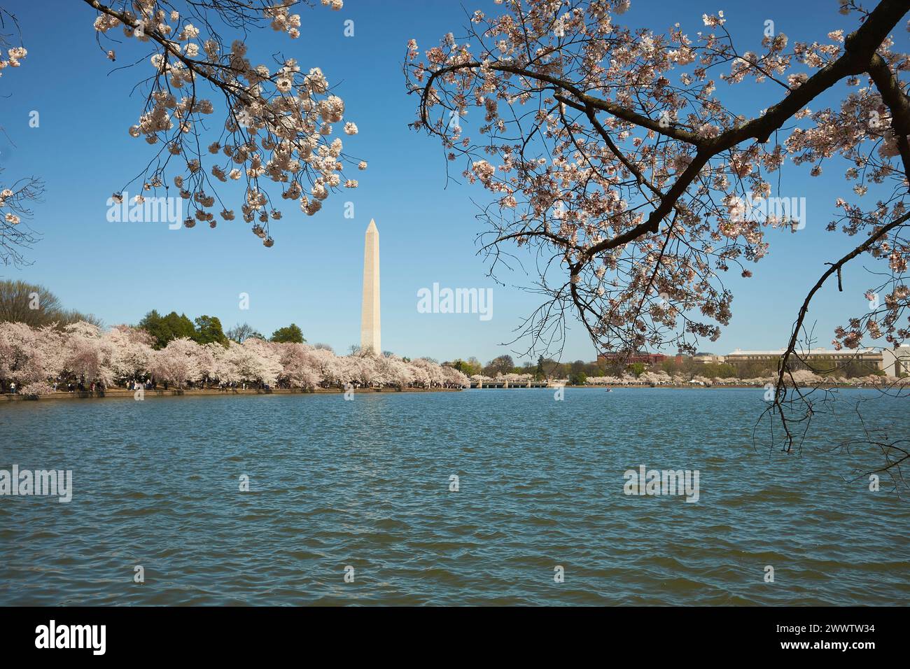 Kirschblüten auf ihrem Höhepunkt in der Nähe des Tidal Basin während des National Cherry Blossom Festivals in Washington D.C. 2024. Stockfoto