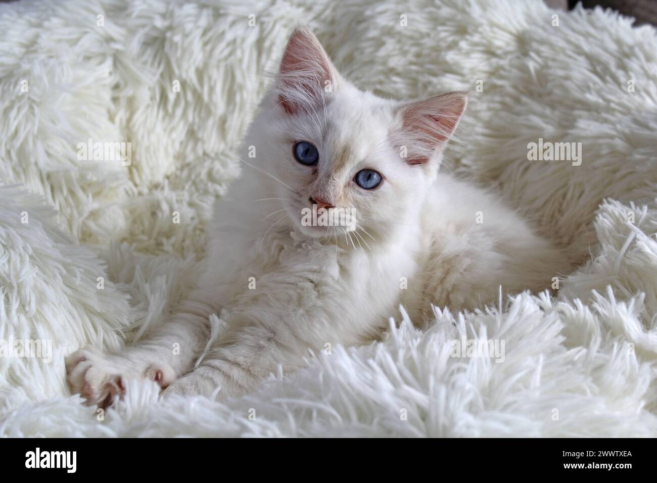 Rote Flammenpunkt-Ragdoll-Katze, die auf einem weißen Bett liegt Stockfoto