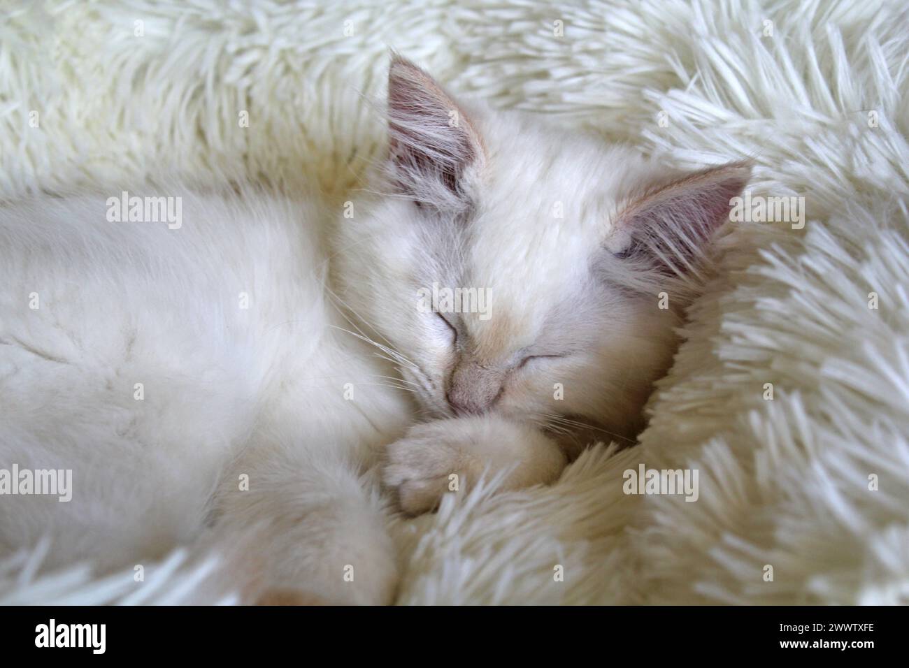 Ragdoll-Kätzchen mit rotem Flammenpunkt, die auf einem weißen Bett schlafen Stockfoto