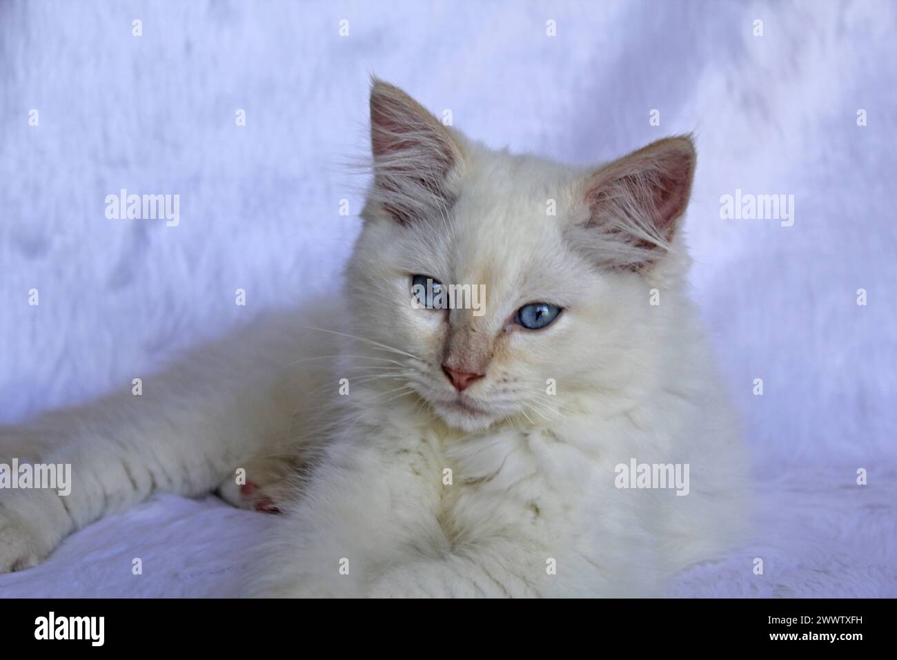 Rote Flammenpunkt-Ragdoll-Katze, die auf weißem Hintergrund liegt Stockfoto