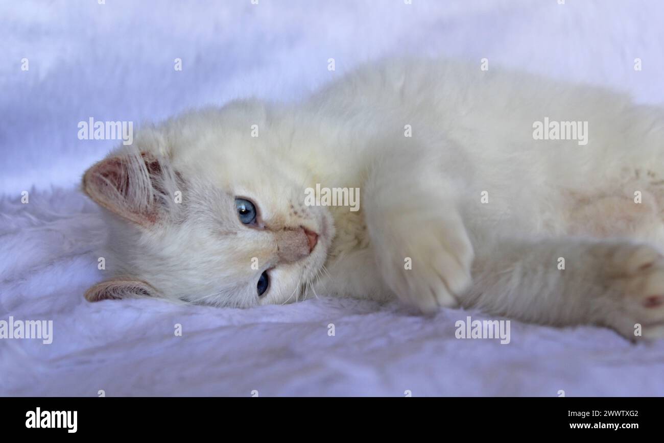 Rote Flammenpunkt-Ragdoll-Katze, die auf weißem Hintergrund liegt Stockfoto