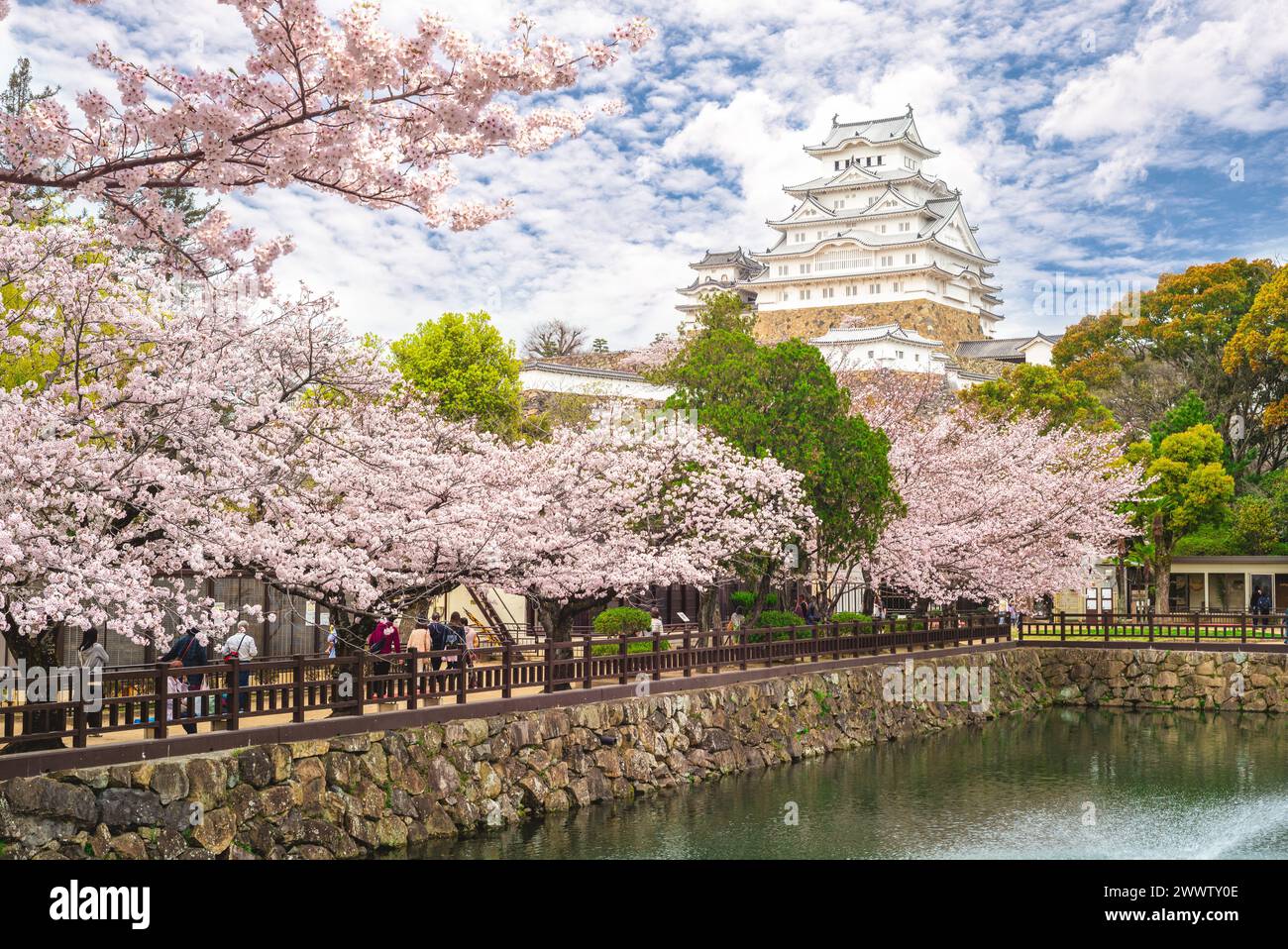 Himeji Castle mit wunderschöner Kirschblüte in himeji, Hyogo, japan Stockfoto