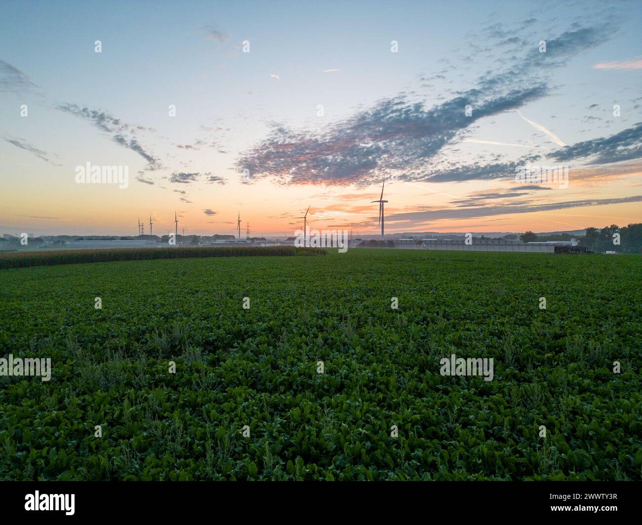 Dieses inspirierende Bild, das bei Sonnenaufgang aufgenommen wurde, erfasst ein Feld von Feldfrüchten, die sich zum Horizont hin erstrecken, wo eine Reihe von Windrädern vor dem farbenfrohen Morgenhimmel steht. Die Turbinen symbolisieren erneuerbare Energien und ein Engagement für Nachhaltigkeit, das harmonisch in die traditionelle Agrarlandschaft integriert ist. Der Himmel, der mit orangen, rosa und blauen Strichen bemalt ist, bildet eine dramatische Kulisse für die Szene und betont die Verschmelzung von Technologie und Natur. Das auftauchende Tageslicht beleuchtet sanft das Grün und zeigt das Potenzial, ökologische Verantwortung mit landwirtschaftlichen Praktiken zu verbinden Stockfoto