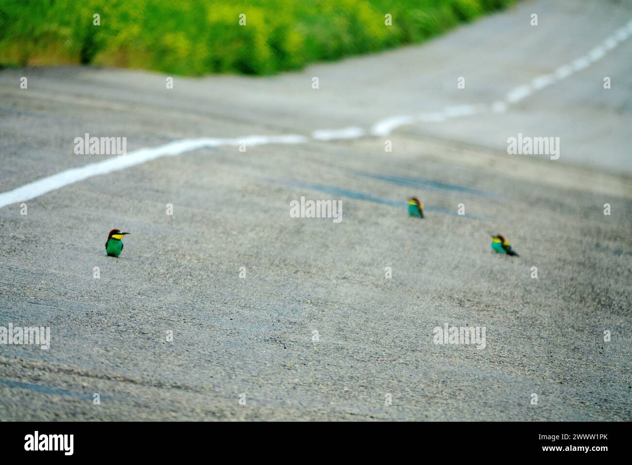 Europäische Bienenfresser (Merops apiaster) sitzen auf einer Asphaltstraße, weil sie warm sind und Insekten sammeln Stockfoto