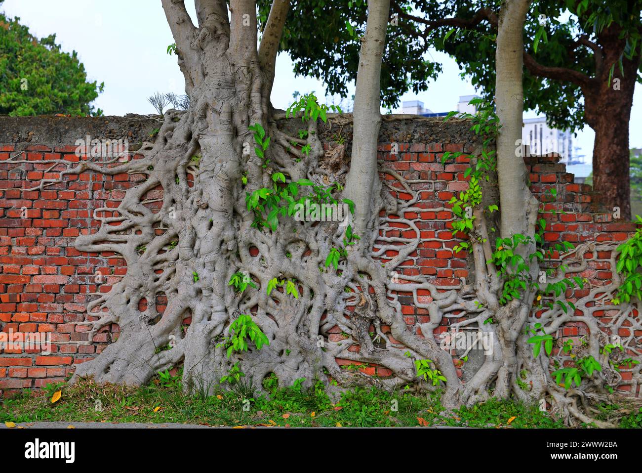 Rote Ziegelwand mit Banyan-Baumwurzeln (Ficus retusa, Ficus microcarpa) Stockfoto