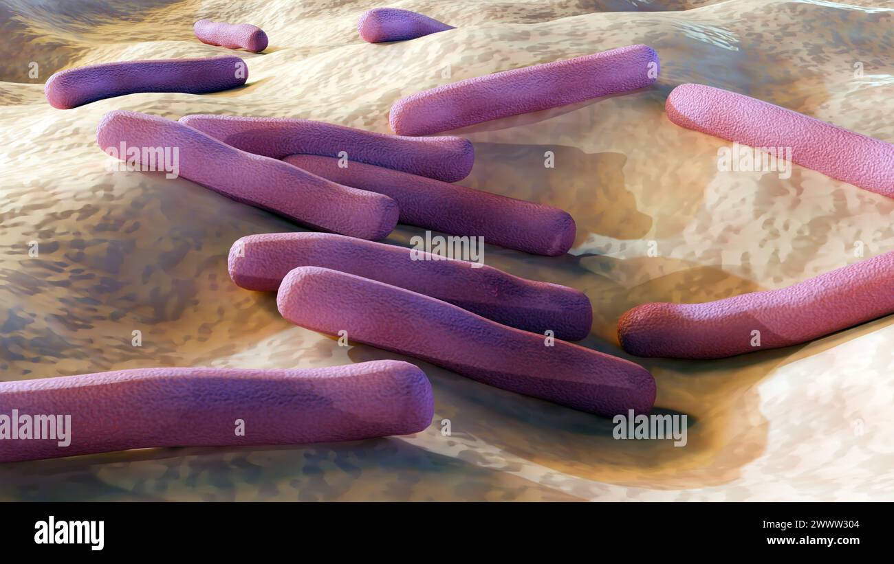 Pathogenes bakterium Fotos und Bildmaterial in hoher Auflösung Alamy