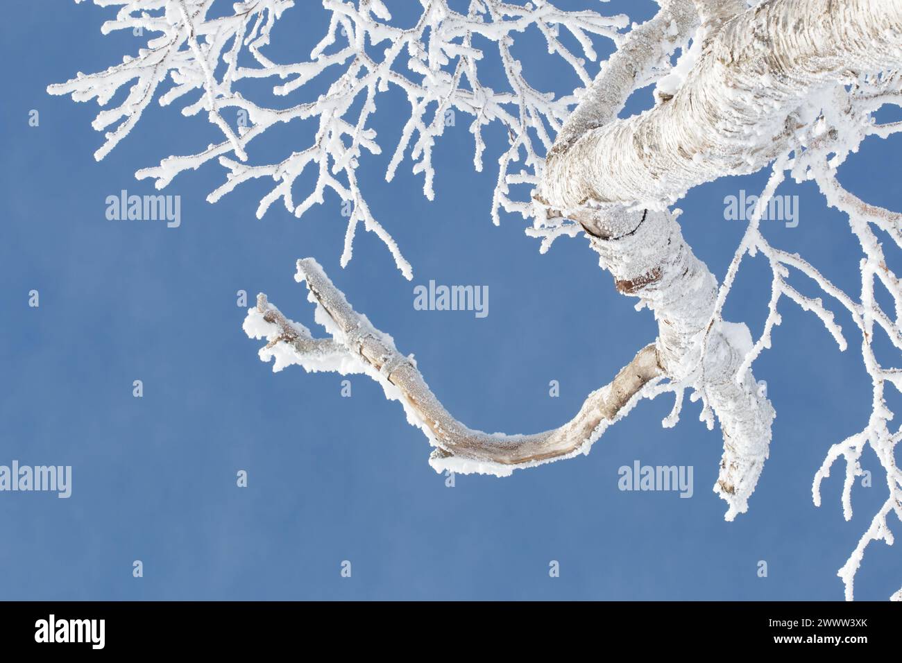 Eis und Schnee auf Baumästen vor klarem blauen Himmel Stockfoto